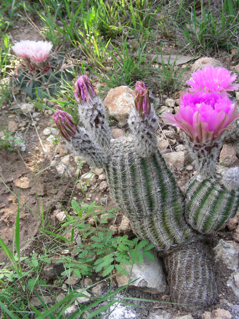 Echinocereus reichenbachii (Lace hedgehog cactus) #87204