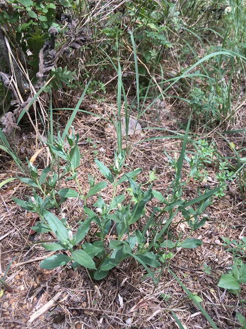 Spigelia hedyotidea (Prairie pinkroot) #87304