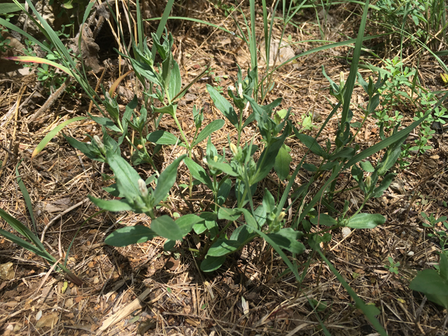 Spigelia hedyotidea (Prairie pinkroot) #87307