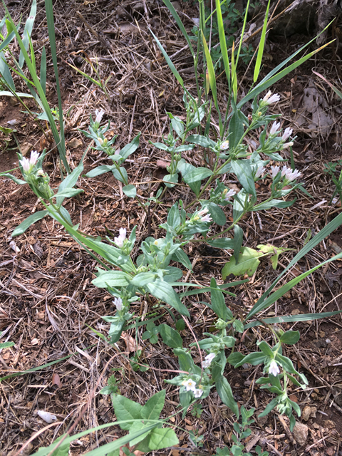 Spigelia hedyotidea (Prairie pinkroot) #87311