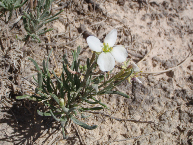 Nerisyrenia linearifolia (White sands fanmustard) #60638