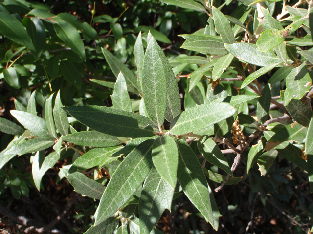 Quercus hypoleucoides (Silverleaf oak) #60641