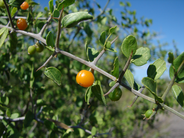 Celtis ehrenbergiana (Desert hackberry) #87398