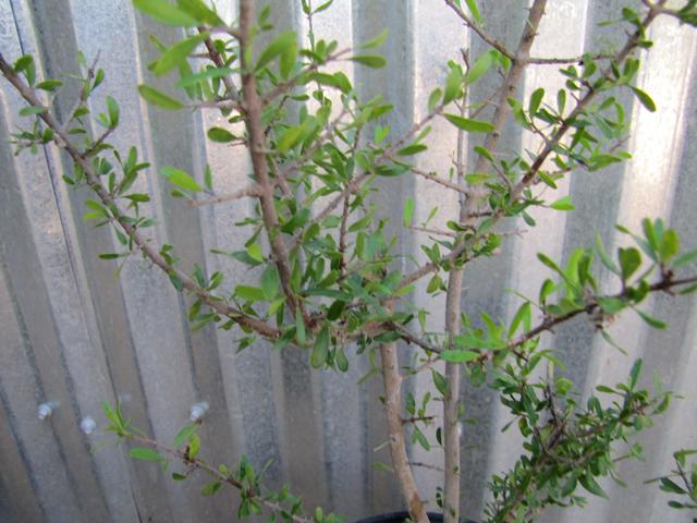 Forestiera angustifolia (Narrow-leaf forestiera) #28319