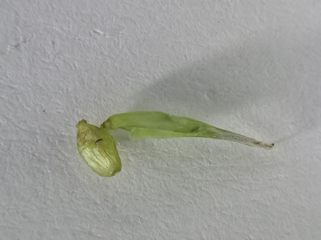 Carex basiantha (Willdenow's sedge) #48781