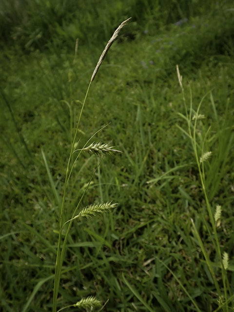 Carex cherokeensis (Cherokee sedge) #48786