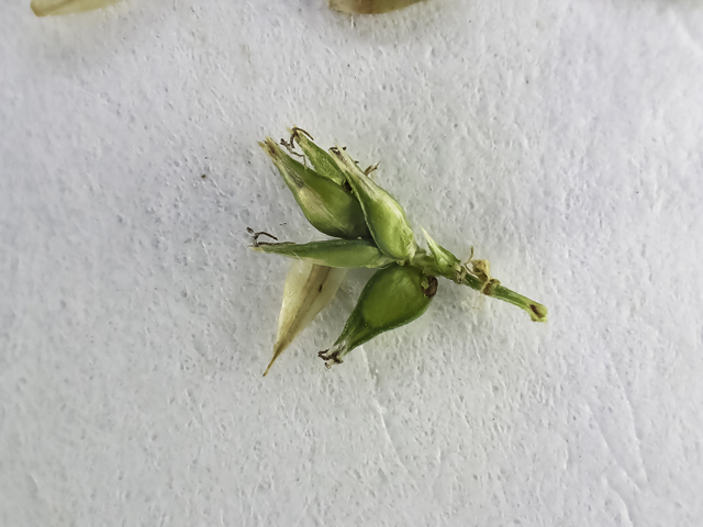 Carex retroflexa (Reflexed sedge) #48799