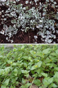 Silver ponyfoot and horseherb low allergian native groundcover
