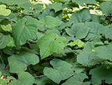 Vitis Labrusca Concord idéal pour le climat britannique bleu foncé robuste Fox Grapevine arbuste de fruits décoratif 15 cm dans un pot de 9 cm plante de 10 