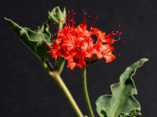 Nyctaginia capitata (Devil's bouquet)