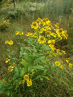 Helenium autumnale (Common sneezeweed)