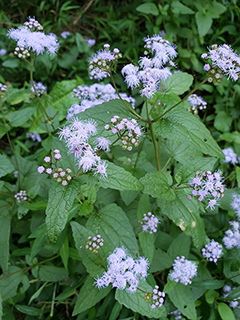 Conoclinium coelestinum (Blue mistflower)