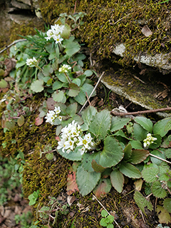 Saxifraga virginiensis (Early saxifrage)