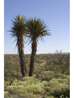 Yucca torreyi (Torrey yucca)