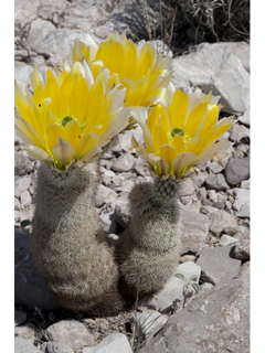 Echinocereus dasyacanthus (Texas rainbow cactus)