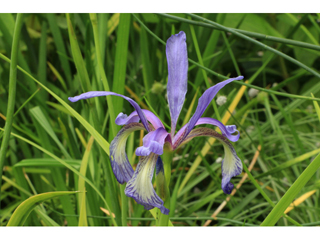 Iris prismatica (Slender blue iris)