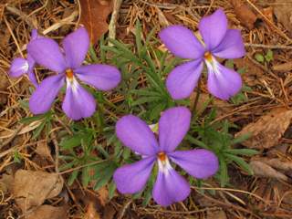 Viola pedata (Birdfoot violet)