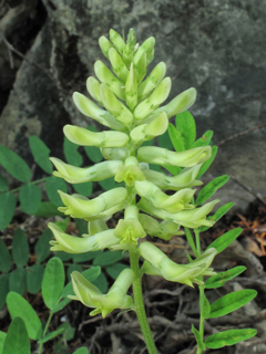 Astragalus canadensis (Canadian milkvetch)