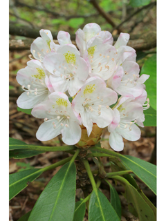 Rhododendron maximum (Great laurel)