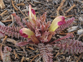 Pedicularis centranthera (Dwarf lousewort)