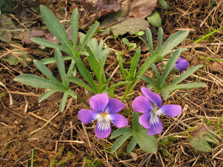 Viola egglestonii (Glade violet)