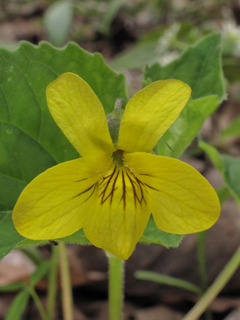 Viola pubescens (Downy yellow violet)