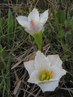 Zephyranthes simpsonii (Redmargin zephyr-lily)