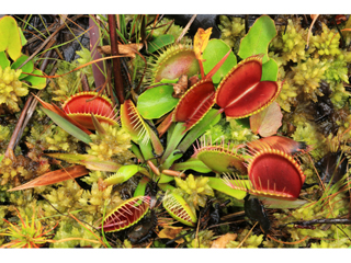 Dionaea muscipula (Venus flytrap)