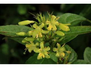Diervilla sessilifolia (Southern bush honeysuckle)