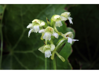 Platanthera clavellata (Small green wood orchid)