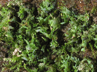 Vittaria appalachiana (Appalachian shoestring fern)