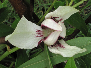 Asimina angustifolia (Slimleaf pawpaw)