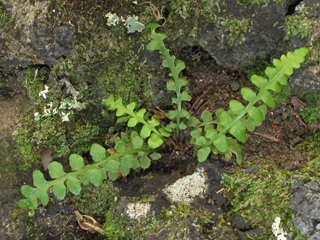 Asplenium ×kentuckiense (Kentucky spleenwort)
