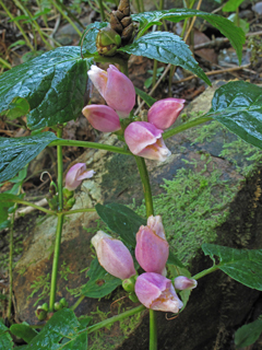 Chelone lyonii (Pink turtlehead)