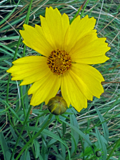 Coreopsis grandiflora var. grandiflora (Largeflower tickseed)