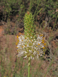 Dalea candida var. oligophylla (Fewleaf white prairie clover)