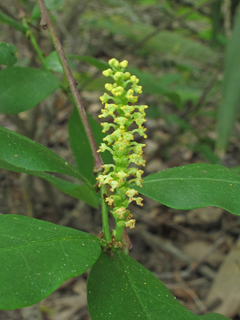Ditrysinia fruticosa (Gulf sebastian-bush)