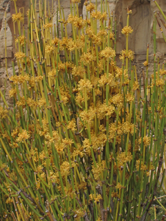 Ephedra viridis (Mormon tea)