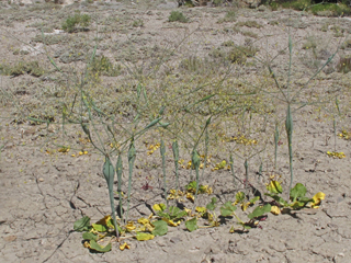 Eriogonum inflatum (Desert trumpet)
