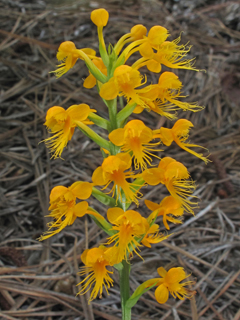 Platanthera cristata (Crested yellow orchid)