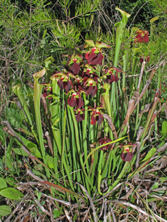 Sarracenia rubra ssp. jonesii (Jones' pitcherplant)