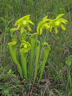 Sarracenia oreophila (Green pitcherplant)