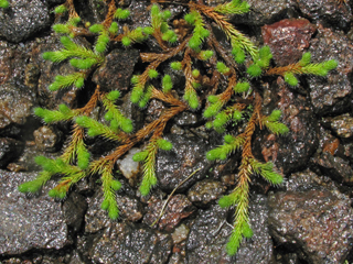 Selaginella rupestris (Rock spike-moss)