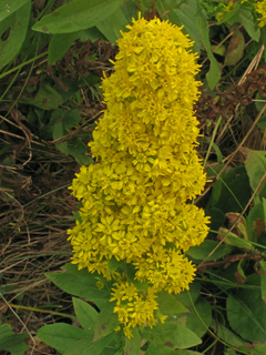 Solidago roanensis (Roan mountain goldenrod)