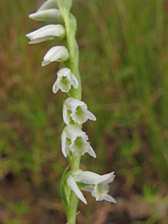 Spiranthes lacera var. gracilis (Southern slender ladies'-tresses)