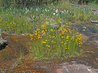 Utricularia cornuta (Horned bladderwort)