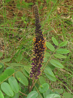 Amorpha schwerinii (Piedmont indigo bush)