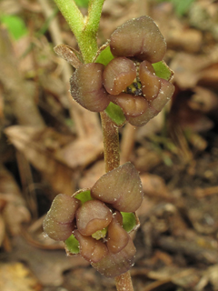Asimina parviflora (Smallflower pawpaw)