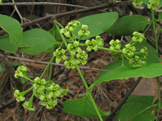 Nestronia umbellula (Indian-olive)