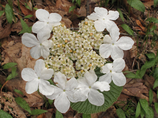 Viburnum lantanoides (Hobblebush)